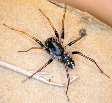Habronestes hunti