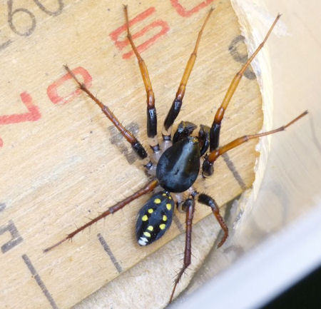Habronestes hunti