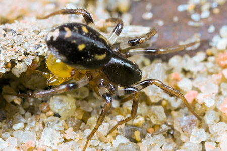 Storena formosa
