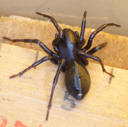 Storosa obscura