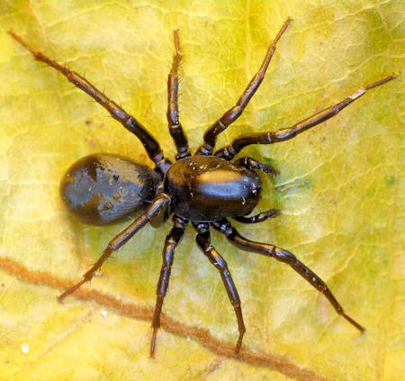 Storosa obscura