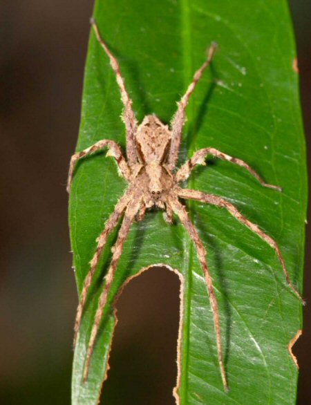 Argoctenus sp. ZZ287