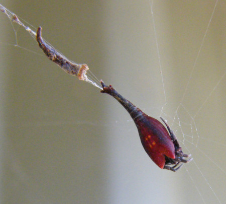 Arachnura_higgins