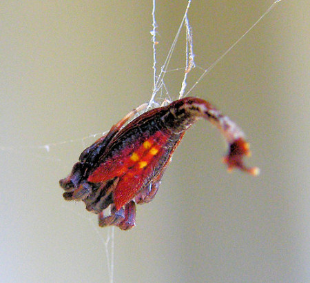 Arachnura_higgins