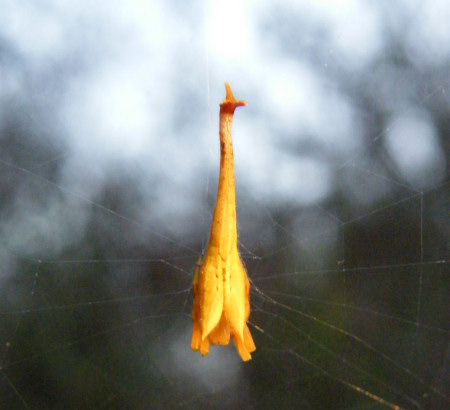 Arachnura_higgins