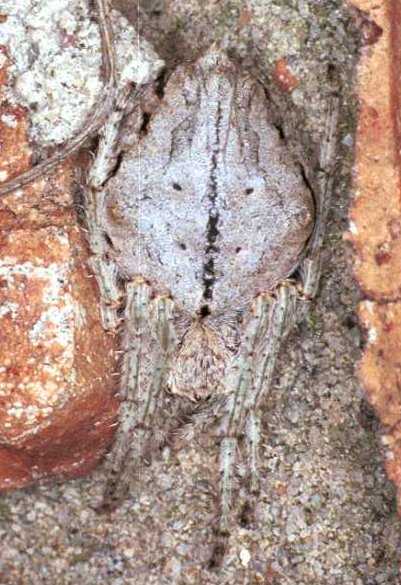 Araneus ZZ075