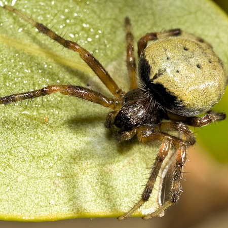 Araneus