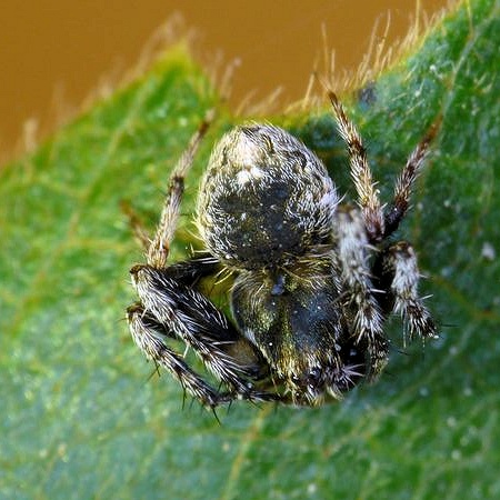Araneus acuminatus