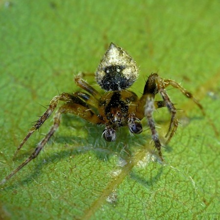 Araneus acuminatus
