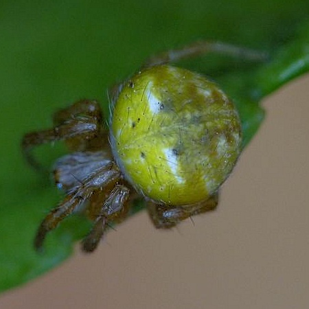 Araneus albotriangulus