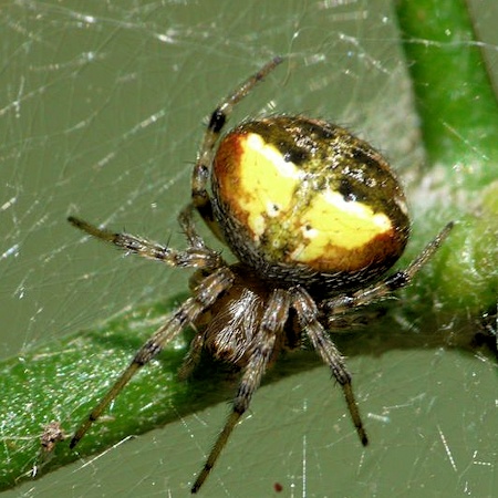Araneus albotriangulus