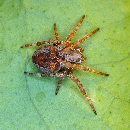 Araneus arenaceus