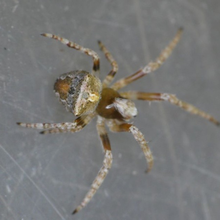 Araneus arenaceus