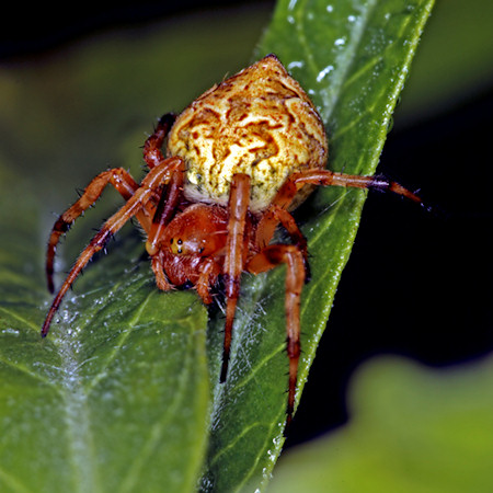Araneus_cyphoxis