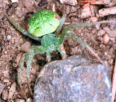 Araneus circulissparsus