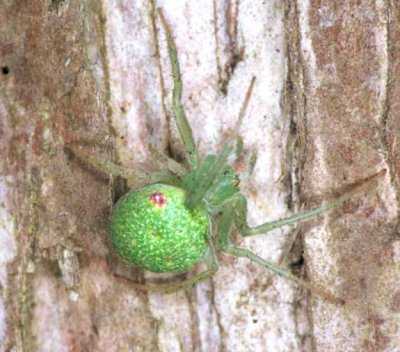 Araneus circulissparsus