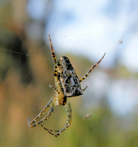 Araneus cyphoxis