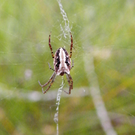 Araneus_cyphoxis