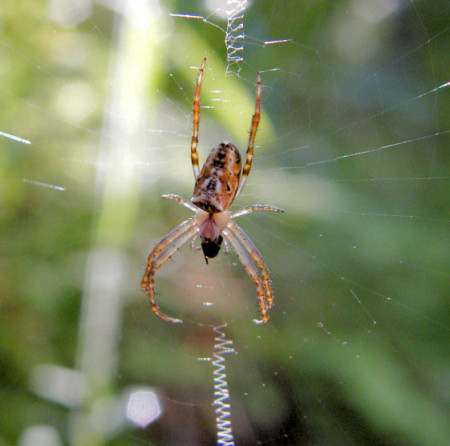 Araneus_cyphoxis