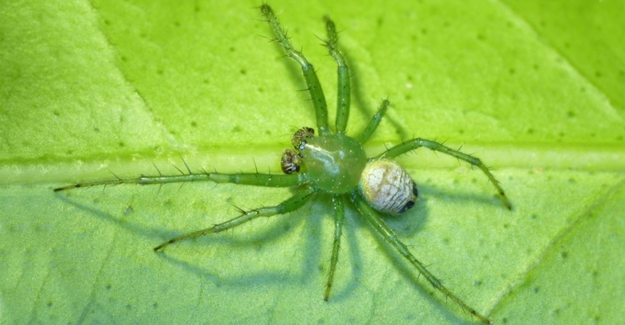 Araneus praesignis