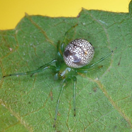 Araneus praesignis
