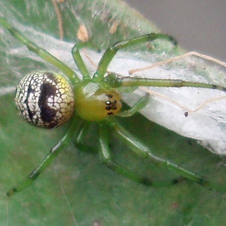 Araneus praesignis