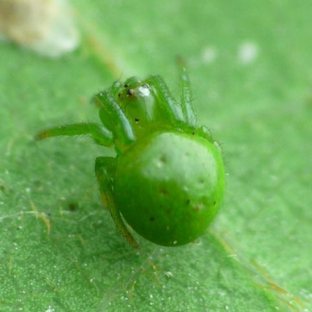 Araneus psittacinus