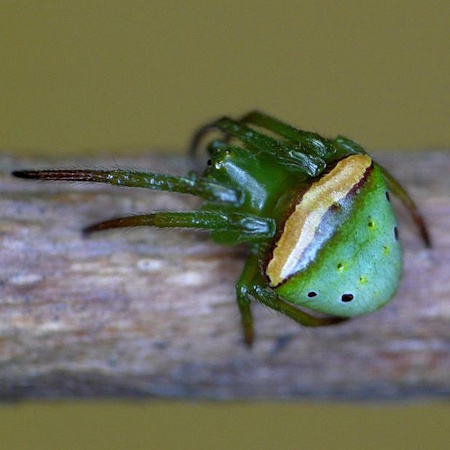 Araneus psittacinus