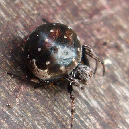 Araneus rotundulus