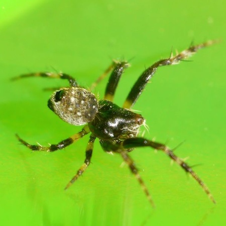 Araneus rotundulus