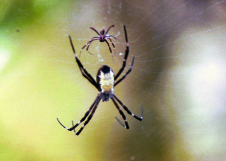 Argiope