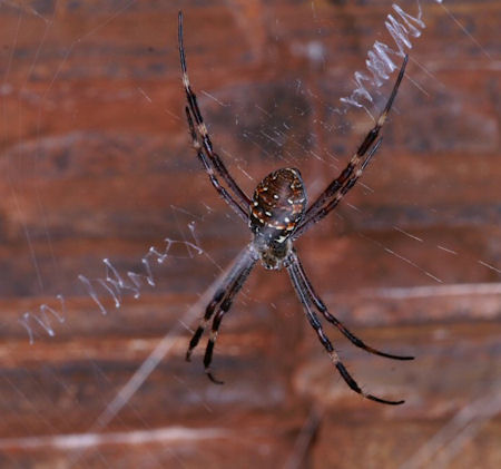 Argiope dietrichae
