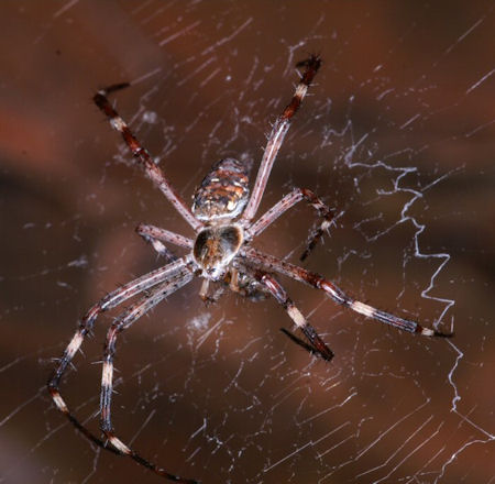 Argiope dietrichae