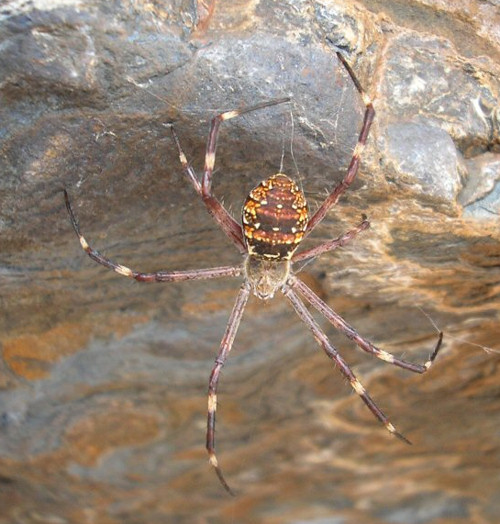 Argiope dietrichae