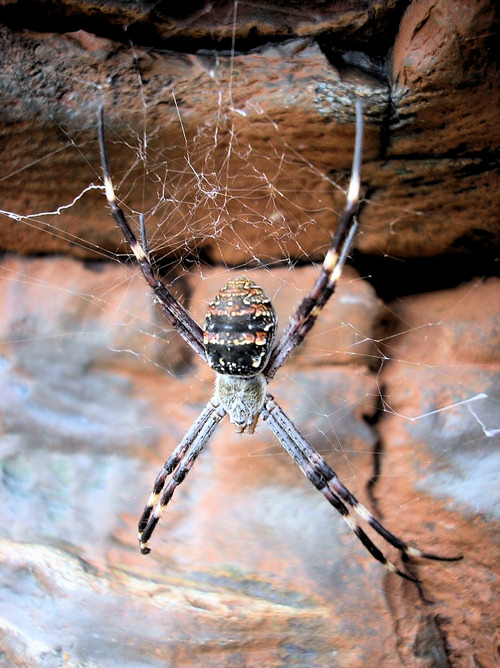 Argiope dietrichae