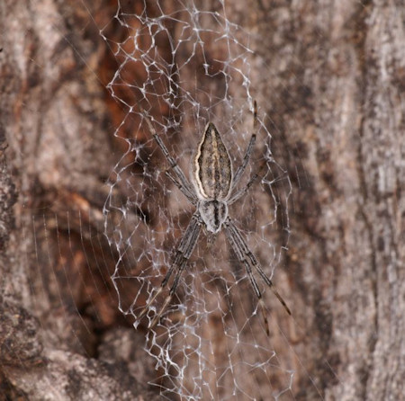 Argiope ZZ396