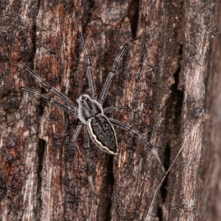 Argiope ZZ396