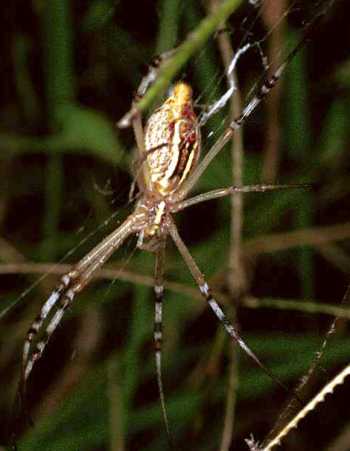 Argiope extensa