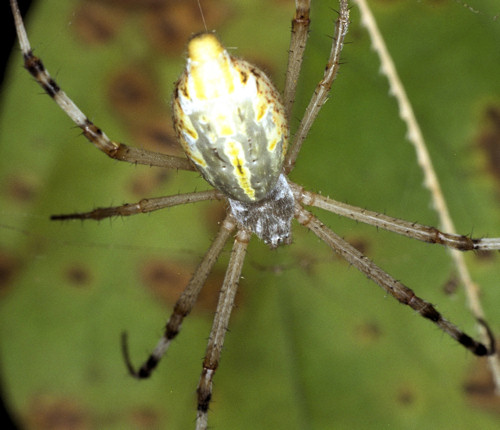Argiope extensa