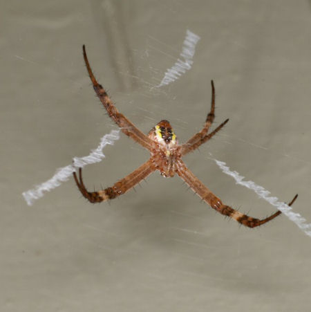 Argiope keyserlingi