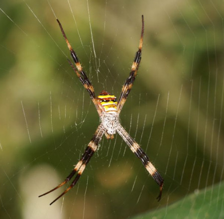 Argiope keyserlingi