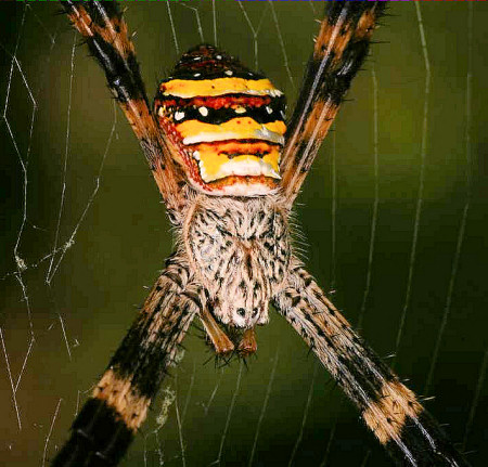 Argiope keyserlingi