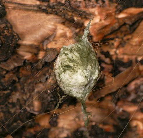 Argiope keyserlingi cocoon