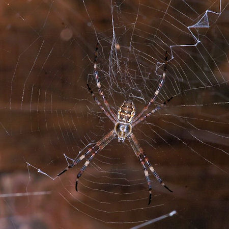 Argiope ocyaloides