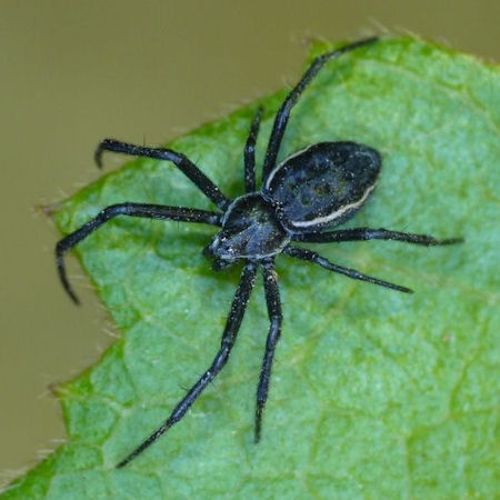 Argiope ocyaloides