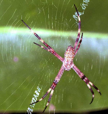Argiope_ZZ020