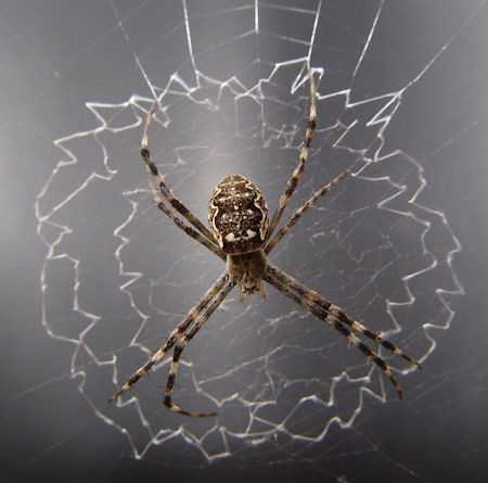 Argiope ocyaloides 