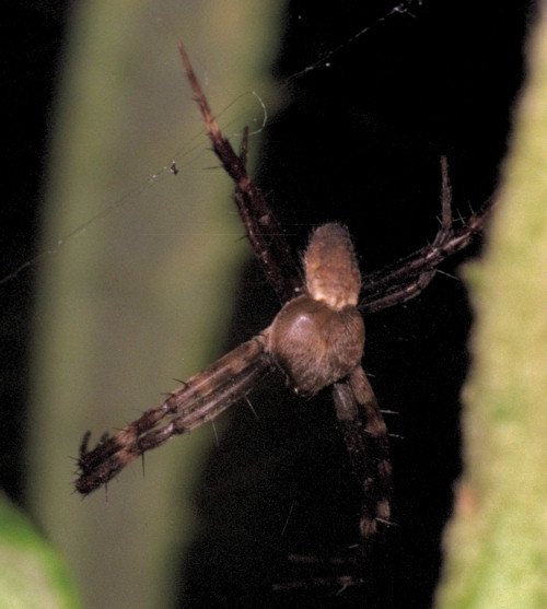 Argiope picta 