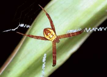 Argiope picta 