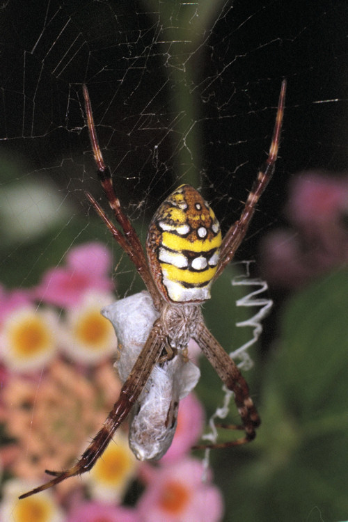 Argiope picta